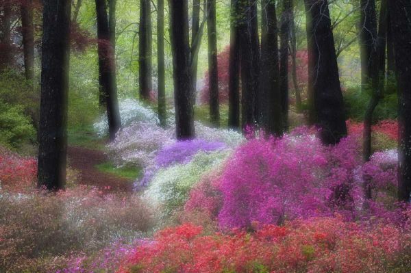 GA, Impressionistic trees and flowering bushes